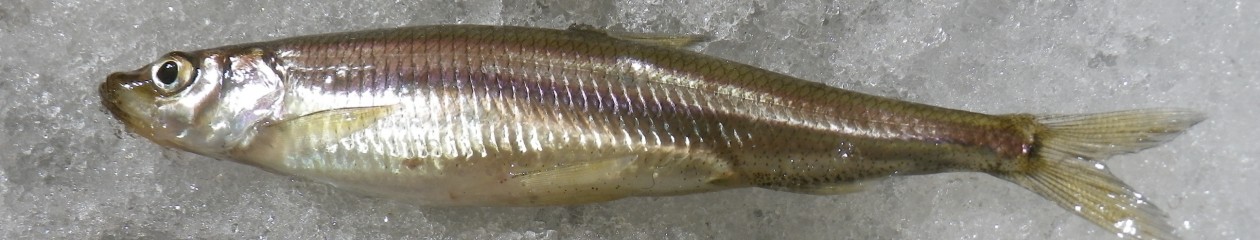 WAKASAGI.FISHING ワカサギ釣り